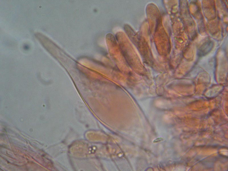 Macrocystidia cucumis